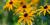 Rudbeckie