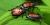 Scarabaeidae (famille).