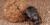 Scarabaeus sacer, South Africa.