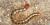 Scolopendra heros
