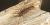 Scutigera coleoptrata