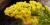 Solidago sempervirens