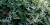 Floraison de renouée du Japon