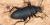 Tenebrionidae.