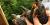 Quatre jeunes tortues des bois sur le point d'être relâchées dans la nature.