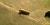 2nd instar caterpillar