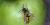 Vespula germanica, Québec, Canada.