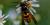 Vespula germanica