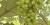 Vitis 'Delaware'