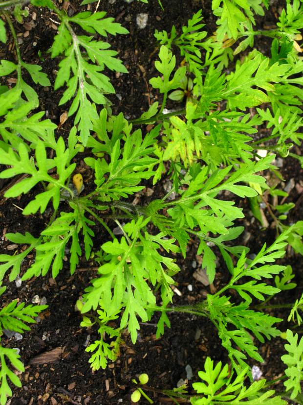 Petite herbe à poux (Ambrosia artemisiifolia) - jeune plant