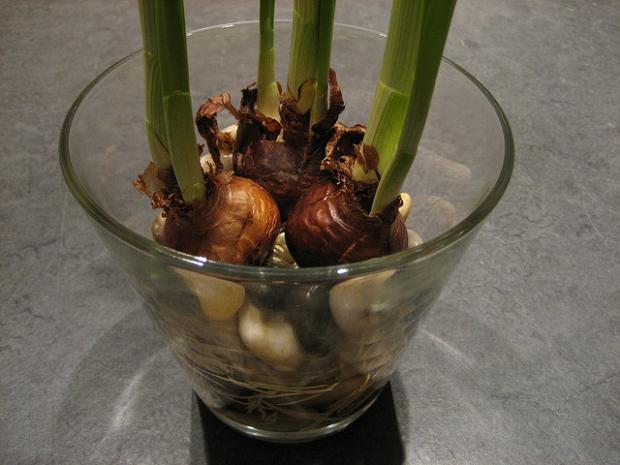 Narcissus papyraceus