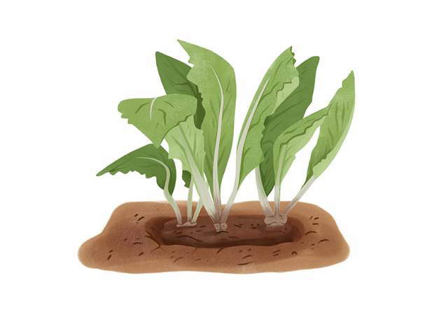 Planter des vivaces divisées