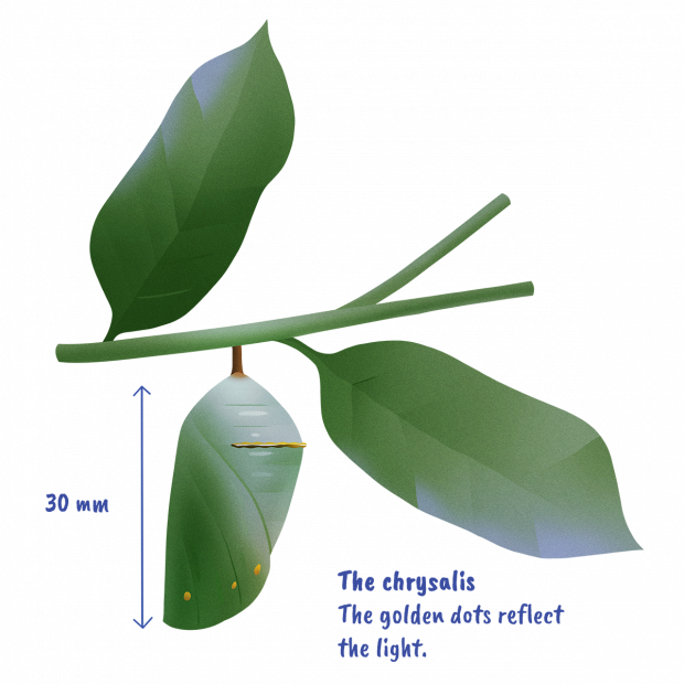 The chrysalis - The golden dots reflect the light - 30 mm