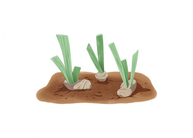 Placer les rhizomes dans différentes directions