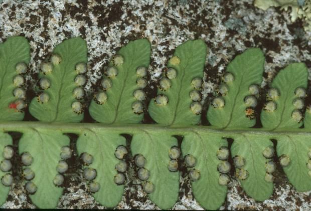 Dryopteris marginalis