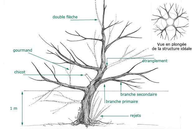 Taille des jeunes arbres fruitiers Taille des jeunes arbres fruitiers
