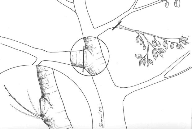 Renewal pruning