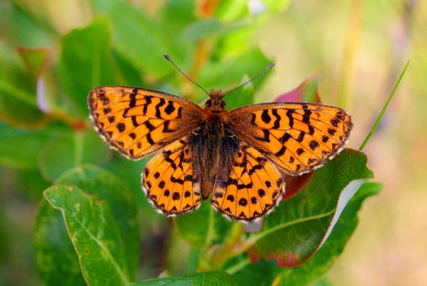 Arctic Fritillary (Boloria chariclea, Nymphalidae)