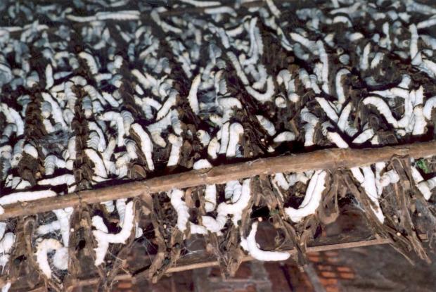 Élevage de vers à soie, Vietnam.