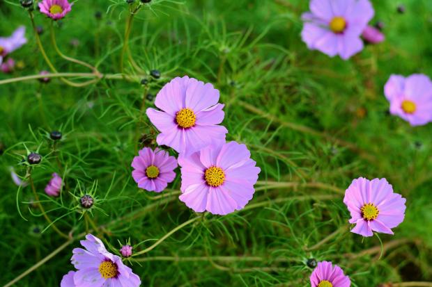 Cosmos