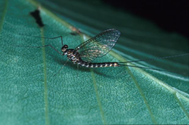 Mayfly, or shadfly, Québec, Canada.