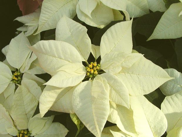 Euphorbia pulcherrima 'Snowcap'