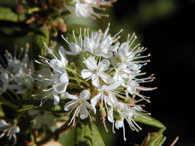 Rhododendron groenlandicum