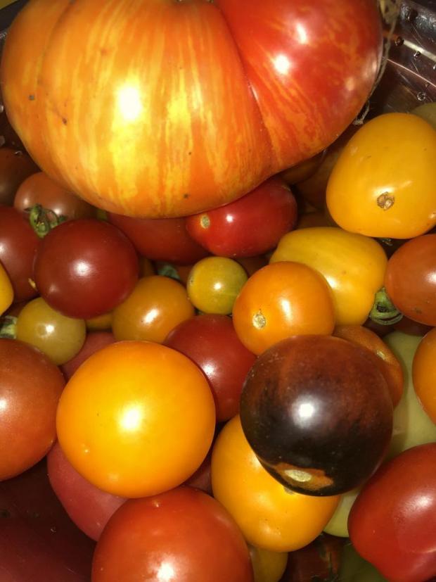 Différents cultivars de tomates
