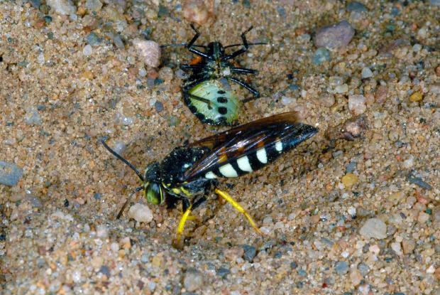 Bicyrtes quadrifasciatus