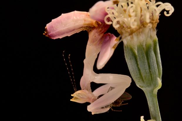 Une mante mange un insecte.