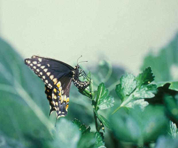 Papilio polyxenes asterius, Québec, Canada.