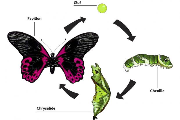 Porte-queue écarlate, cycle de vie Papilio rumanzovia, Philippines.