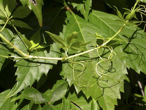Parthenocissus quinquefolia