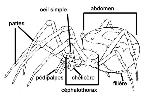 Parties du corps d'une araignée. Parties du corps d'une araignée.