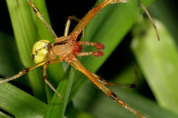 Araignée, Québec, Canada.
