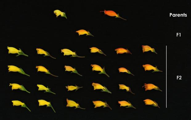 Croisement entre deux espèces et variation morphologique observée dans la population hybride de deuxième génération (F2).