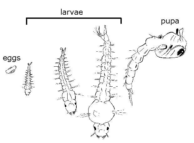 Immature stages of the mosquito.