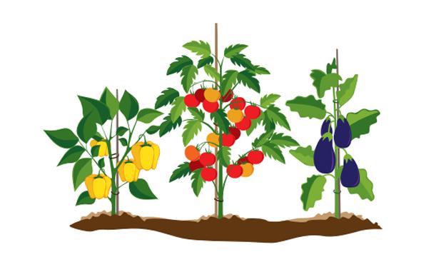 TOP 5 tips for plant sisterhood