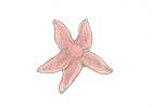 Asterias rubens