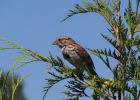 Un bruant chanteur sur une branche