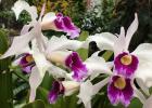 Cattleya purpurata