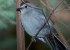 Dumetella carolinensis