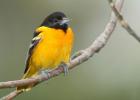 Icterus galbula