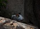 Common tern (Sterna hirundo).