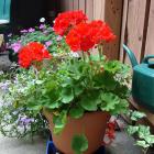 Géranium (Pelargonium sp.) en pot