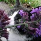 Chat et herbe-à-chat (Nepeta cataria)