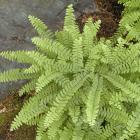 Adiantum pedatum.