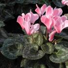 Cyclamen.