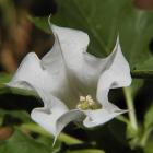 Datura stramonium.
