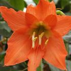Hippeastrum puniceum